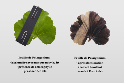 Synthèse de l'amidon - Expérience avec masque (2)